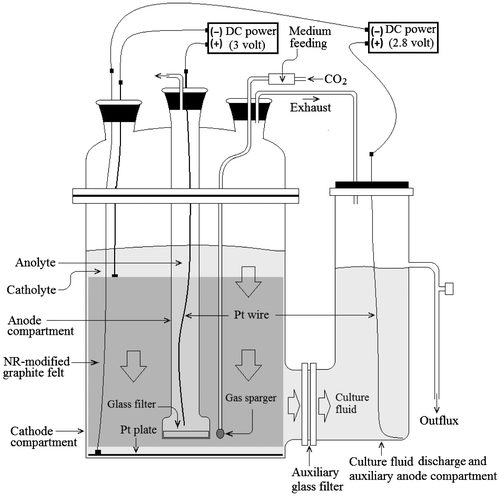 Fig. 3. Schematic structure of DCF for the cultivation of C. acetobutylicum KCTC1037 with electrochemical reducing power generated by electrode of combined NR-modified graphite felt and Pt plate.