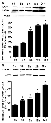 Figure 7. Time-course analysis for the expression of LC3 and DNM1L in Cd-treated L02 cells. (A) A representative immunoblot and quantification analysis of the LC3 protein levels (17 kDa) in L02 cells. (B) A representative immunoblot and quantification analysis of DNM1L protein levels (84 kDa). ACTB (42 kDa) was the internal standard for protein loading. The cells were treated with 12 µM CdCl2 for various periods of time (0, 3, 6, 12, or 24 h). The data are representative of 4 independent experiments. The results are expressed as a percentage of control, which was set at 100%. The values are means ± SEM; *P < 0.05 vs. the control group.