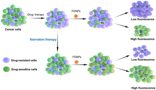 Scheme 1 Schematic illustration depicting starvation therapy in reversing cancer drug-resistance detected by fluorescent dextran nanoparticles (FDNPs) assay.