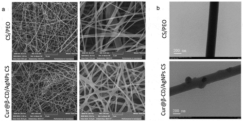 Figure 3. Characterization of Cur@β-CD/AgNPs meshes. (a) SEM images of CS/PEO meshes. (b) TEM images of Cur@β-CD/AgNPs in the CS/PEO nanofibers; scale bars represent 200 nm.