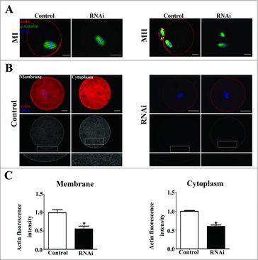 Figure 3. Effects of SKAP2 RNAi on actin expression. (A) Representative images of actin cap in the SKAP2 siRNA-injected and control groups. At MI and MII stages, actin cap formed in the control group, while no actin cap was detected in SKAP2 siRNA-injected group. Red: actin; green: spindle; blue: chromatin. Bar = 20 μm. (B) Actin filament distribution in oocyte membrane and cytoplasm after SKAP2 siRNA injection. The actin distribution was disrupted at both membrane and cytoplasm in the SKAP2 siRNA-injected group. Red: actin; blue: chromatin. Bar = 20 μm. (C) Average actin fluorescence intensities in oocyte membrane and cytoplasm were analyzed. Actin expression was reduced after SKAP2 siRNA injection. *: significant difference (P < 0.05).