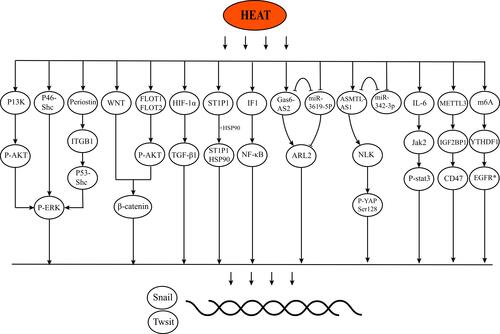 Figure 1 The possible signaling pathways of IRFA and EMT.