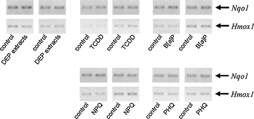 FIG. 5 Measurement of the mRNA expression of stress response genes using semi-quantitative RT-PCR. Ds-cDNAs of stress response genes (Nqo1 and Hmox1) were amplified using semi-quantitative PCR and visualized using ethidium bromide. Ds-cDNAs were identical to the samples used in the Affymetrix GeneChip analysis (Figure 1 and Figure 3).