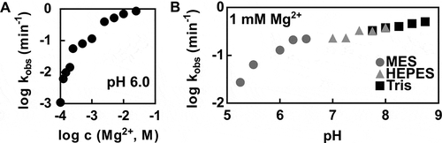 Figure 3. Kinetic characteristics of the P. polymyxa pistol ribozyme cleavage. (A) Effect of Mg2+ on the rate of P. polymyxa pistol ribozyme cleavage. The log-log plot of kobs values at pH 6.0 versus MgCl2 concentrations ranging from 0.1 mM to 25 mM is shown. (B) Effect of pH on the rate of P. polymyxa pistol ribozyme cleavage. The log-log plot of kobs values at the MgCl2 concentration of 1 mM versus pH values ranging from 5.25 to 8.75 is depicted