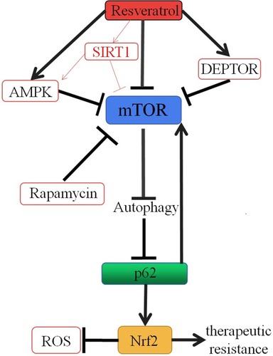 Figure 1 Mechanistic illustrations. Resveratrol induces autophagy by inhibiting mTOR through multiple pathways, such as promoting the association between mTOR and DEPTOR, triggering the phosphorylation of Raptor via activating AMPK and directly inhibiting mTOR, and as an SIRT1 activator to active AMPK and directly inhibit mTOR. Autophagy accelerates the degradation of p62, and then, the mTOR activation is blocked and Nrf2 activation is suppressed. As a result, resveratrol can reverse multidrug resistance in cancer cells.