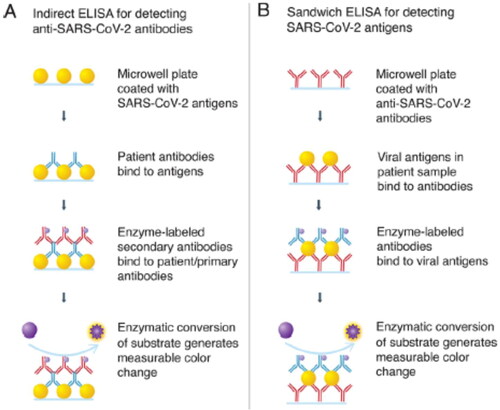 Figure 2. Two different ELISA assays to detect SARS-CoV-2 by indirect assay (A) or direct assay (B) [Citation42].