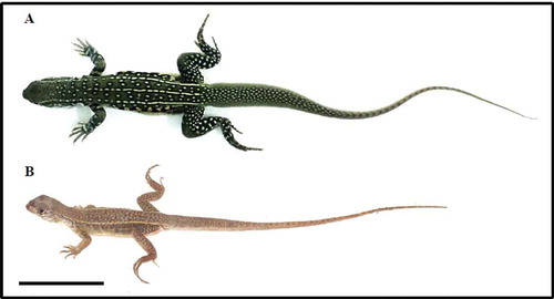 Figure 1. General characteristics of Leiolepis belliana (A) and L. boehmei (B) from southern Thailand (scale bar indicates 5 cm).