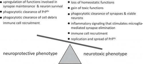 Figure 2. Schematic diagram illustrating that dysregulation of multiple neuroprotective and neurotoxic mechanisms might contribute to defining a net outcome of reactive astrocyte phenotype