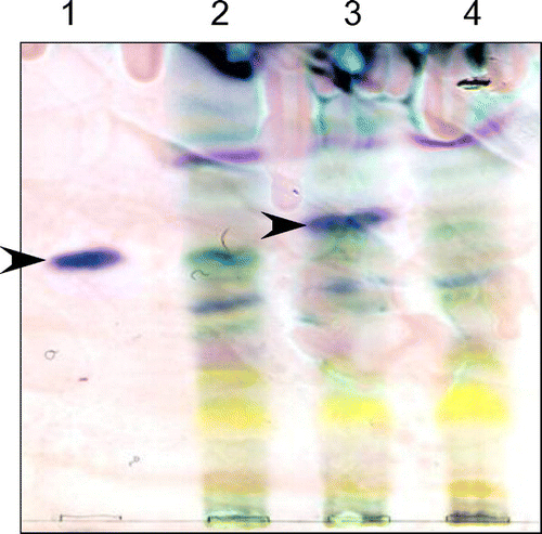 Figure 6. Detection of aphidicolin production by thin-layer chromatography. A. oryzae strains were cultured in MM with 1% tryptone and 3% maltose for 6 days. Aphidicolin was extracted from the culture supernatant and mycelium with ethyl acetate. The reagent product of aphidicolin (lane 1) was used as a control. An A. oryzae strain expressing PbGGS, PbACS, Pb450-2, and PbTP (lane 2) was used as a host for the expression of intact PbP450-1 (lane 3) and PbP450-1∆TM (lane 4). Arrowheads indicate the signal corresponding to aphidicolin.