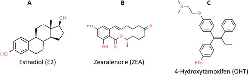 Figure 1. Chemical structures of the ERα ligands. (A) Estradiol, the endogenous stimulatory ERα-ligand (ChemSpider ID: 5554). (B) ZEA, the stimulatory mycoestrogen (ChemSpider ID: 4444897). (C) 4-Hydroxytamoxifen, the synthetic selective estrogen-receptor modulator (ChemSpider ID: 395987).