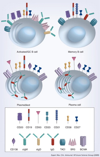 Figure 7. Antigen-experienced B-cell subsets with cell surface markers and B-lymphocyte stimulator family cytokine receptors.BCMA: B-cell maturation antigen; BLyS: B-lymphocyte stimulator; BR3: B-lymphocyte stimulator receptor 3; GC: Germinal center; TACI: Transmembrane activator 1 and calcium-signaling modulator and cyclophilin ligand-interactor.