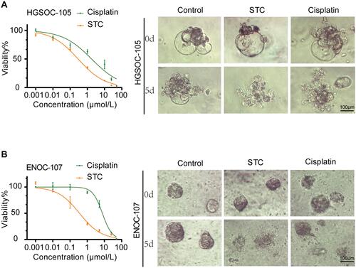 Figure 7 Effects of STC on patient-derived ovarian cancer organoids. (A) Two OC PDOs (HGSOC-105 and ENOC-107) were treated with various concentrations of STC and cisplatin (0, 0.001, 0.01, 0.1, 1, 10, 100 μM) for 5 days. The cell viability was measured by CellTiter-Lumi™. (B) Representative photomicrographs of two OC PDOs treated with or without STC and cisplatin. Scale bar = 100 μm. Data were expressed as mean ± SEM of three independent experiments.