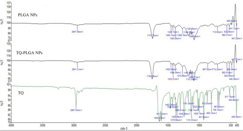 Figure 4 ATR-FTIR spectra of PLGA NPs, TQ-PLGA NPs, and TQ.