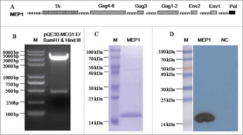 Figure 1. Expression and purification of a recombinant protein MEP1 for Chinese population. (A) Schematic diagram of the recombinant protein MEP1, it contains 7 fragments in the specific order linked with a flexible space sequence “GGGS.” In the diagram, H stands for histidine, Th represents gp120197–232 (NTSVITQACPKVSFEPIPIHYCAPAGFAILKCN- NKT); Gag4–6 represents p24128–151 (EIYKRWIILGLNKIVRMYSPTSIL); Gag3 represents p2461–73 (GHQAAMQMLKETI); Gag1–2: denotes p1718–36 (KIRLRPGGKKKYKLKHIVW); Env2 stands for gp120108–117 (IISLWDQSLK); Env1 represents gp12032–45 (KLWVTVYYGVPVWR); Pol is Integrase177–188 (QMAVFIHNFKRK). (B) Enzyme restriction analysis of the recombinant plasmid pQE30-MEG1.E by agarose gel electrophoresis. (C) SDS-PAGE analysis of the purified protein MEP1. (D) Western-blot analysis of the recombinant protein MEP1 using anti-His6 antibody as primary antibody.