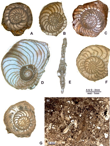 Figure 16. Operculinoides floridensis (Heilprin). A–C, Loma Candelaria; A, 98LC-1-651; B, 98LC-1-667; C, 98LC-1-815. D, E, Loma Vigía; D, CA-216-F3-16; E, CA-216-D1a. F, Loma El Santo, CA-215-852. G, Loma Jabaco, LM-52-759. H, Angelita Quarry, 98MT-1. A–D, F and G are A forms in equatorial section; E and F are A forms in axial section.