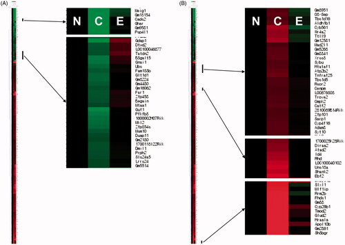 Figure 5. Effects of EHM on the expression of genes in the livers of hyperlipidaemic mice. To identify genes via quantitative analysis and hierarchical clustering, MeV software ver. 4.0 was used. Red indicates genes showing ≥2-fold up-regulated expression compared to that in the NOR group; green indicates genes showing ≥2-fold down-regulated expression compared with that in the NOR group. N: normal diet-fed control mice (NOR group), C: HFD-fed hyperlipidaemic mice (CON group), E: HFD-fed and EHM-administered mice (EHM group).