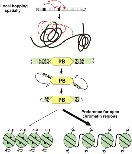 Fig 9 Schematic representation of PB genomic mobilization characteristics.