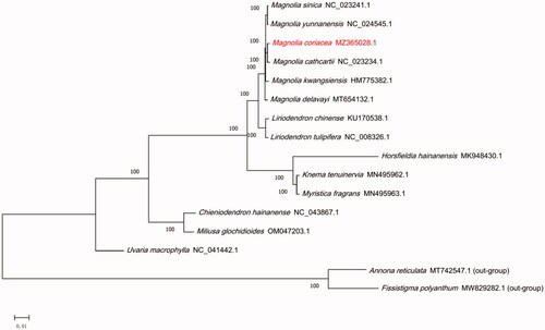 Figure 1. The maximum-likelihood (ML) phylogenetic tree for M. coriacea based on 16 chloroplast genome sequences of Magnoliales. Numbers on the nodes are bootstrap values from 1000 replicates.
