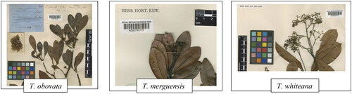 Figure 2. Herbarium of three Tristaniopsis sp. retrieved from Royal Botanic Gardens Kew.