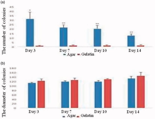 Figure 5. The comparison of the number and diameter of colonies in SACS and gelatin-coated plate groups (*p < .05), (**p < .01). As it is observed in the figure, there is no significant difference in diameters of colonies between two groups during 14 days.