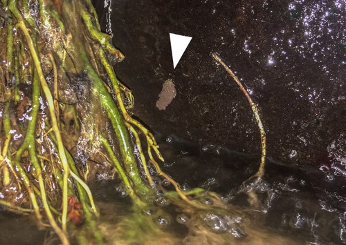 Figure 11. Egg mass (arrow) of Hydropsyche sp. (Orthopsyche group) (Trichoptera: Hydropsychidae) laid in a very thin film of water above a stream.