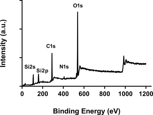 Figure 6 XPS spectra of synthesized MS-SA for the identification of surface elemental composition.