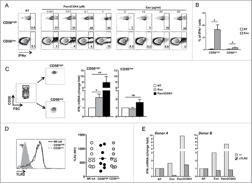 Figure 6. MM exosomes stimulate IFNγ production in a TLR2-dependent manner. (A) NK cells were incubated with increasing doses of Pam3CSK4 or SKO-007(J3) cell-derived exosomes, as indicated. After 24 h, BFA (5 µg/mL) was added and left for additional 24 h. Intracellular IFNγ expression was evaluated by immunofluorescence and FACS analysis. The gating strategy used consists in separating CD56high cells from CD56low NK cells. Numbers indicate the percentage of IFNγ+ cells. A representative experiment is shown. (B) NK cells were incubated with exosomes (20 µg/mL) as described in panel (A). The mean values of four independent experiments ± SEM is shown. (C) NK cells were FACs sorted based on CD56 expression levels, and incubated for 48 h with SKO-007(J3)-derived exosomes (20 µg/mL) or Pam3CSK4 (1 μM). Real-time PCR analysis of IFNγ mRNA was performed and the data, expressed as fold change units, were normalized with β-actin and referred to the untreated cells considered as calibrator. The mean values of five independent experiments ± SEM are shown. (D) Cell surface expression of TLR2 was evaluated on CD56+CD3− total NK cells, on CD56highCD3− and CD56lowCD3− NK cell subsets of total PBMC derived from 10 different healthy donors. Values represent the mean fluorescence intensity (MFI) of TLR2 substracted from the MFI value of the isotype control Ig. (E) CD56high NK cells were pretreated for 20 min with anti-TLR2 neutralizing antibody (1μg/106 cells), and then incubated with both TLR2 agonist and exosomes as described in panel (B). Real-time PCR analysis of IFNγ mRNA was performed and the data, expressed as fold change units, were normalized with β-actin and referred to the untreated cells considered as calibrator. Results relative to two representative donors are shown.