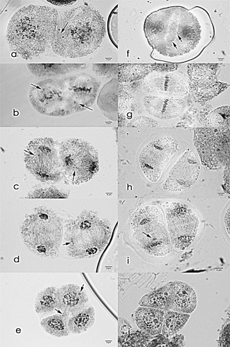 Figure 2. Meiosis II cells of Saccharum officinarum L. (OIO, 1000×). (a–e) var. Q90: (a) prophase II with laggards; (b) metaphase II with laggards; (c) anaphase II with laggards; (d) telophase II with laggards; (e) tetrads with laggards. (f–j) var. VMC 95-09: (f) prophase II with laggards; (g) normal metaphase II; (h) normal anaphase II; (i) telophase II with laggards; (j) normal tetrad cells.