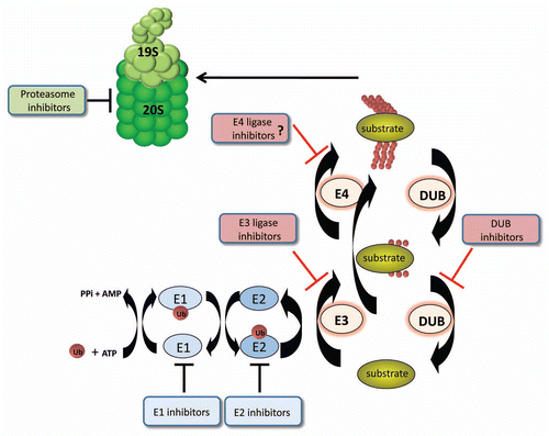 Figure 1 The enzyme cascade of the ubiquitin/proteasome system. Catalytic ubiquitin conjugating and deconjugating enzymes are pictured. Inhibitors have been characterized for all the Ub metabolism enzymes and the proteasome, as noted, except for E4s. The separation of monoubiquitination and polyubiquitination into two steps requiring two enzymes occurs for certain substrates, but as indicated, many substrates are effectively polyubiquitinated by a single E3 enzyme.