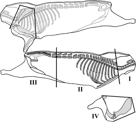 Figure 4. Scheme for jointing the left half guinea pig carcass into a 4 anatomical regions: I, Neck; II, Ribs; III, Long leg; and IV, Shoulder.