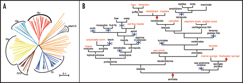 Figure 1 Evolution of Gv. (A) The phylogenetic tree of Gα proteins. The class Gv (red) does not cluster with any of the other four classes (Gs, light blue; Gi, blue; Gq, yellow and G12, brown) collected from human, zebrafish, fruit fly, nor any Gα proteins of nematode (orange). Plant Gα proteins (grey) are included as outgroup. Scale bar indicates amino acid substitution rate. (B) Gene gain and loss events of Gv in animal evolution. Species in red contain at least one Gv ortholog; species in black, no Gv orthologs found; blue crosses, inferred gene loss event; red circle, gene gain event.