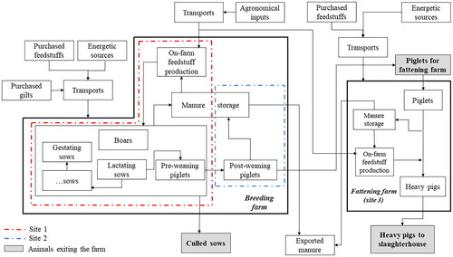 Figure 1. System boundaries for the pig whole production cycle (breeding plus fattening phases).