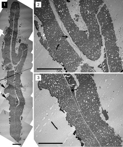 Plate 6. Megaspore ultrastructure of Biharisporites sp. 2, specimen 409-4 (Lower Permian of the Rajmahal Basin, India), all photomicrographs taken with a transmitted electron microscope. 1. Composite image of the section showing the sporoderm and the structure of sculptural elements (black arrows). 2. Fragment of the section. The black arrow points to the inner layer. 3. Fragment of the section showing the structure of the outer layer and the inner layer (black arrow). Scale bar: 20 µm.