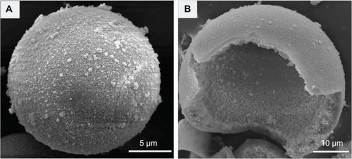 Figure 1 Scanning electron microscopy images of hollow hydroxyapatite microspheres.Notes: (A) External surface under low magnification. (B) Fractured section under high magnification.