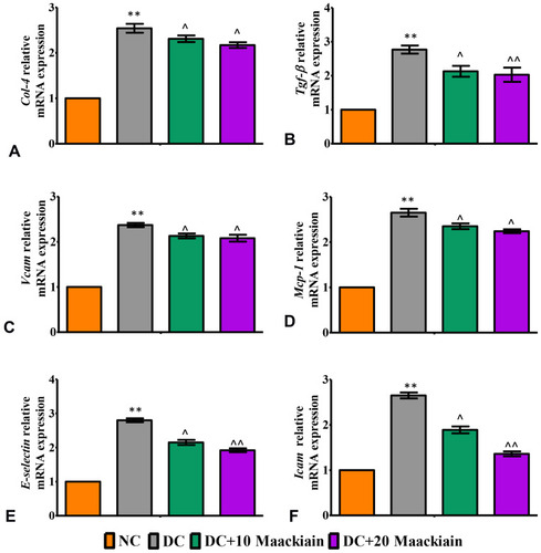 Figure8 The effects of maackiain on renal inflammatory marks in HFD & low STZ induced diabetic rats. mRNA levels of (A) Col4 (B) Tgf-β; (C) Vcam; (D) Mcp-1; (E) E-Selectin; (F) Icam gene in rental tissue of experimental rats. The data were expressed as the mean ± S.D, n=6, **p < 0.001 versus NC; ^^p<0.001 and ^p< 0.05 versus DC.