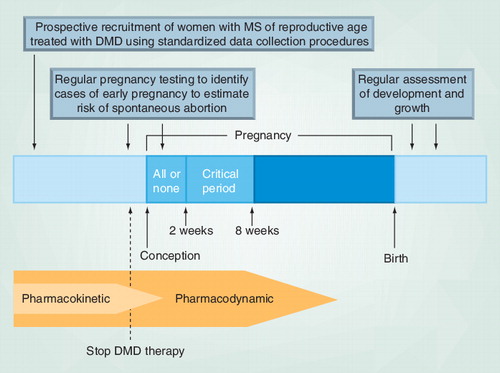 Figure 1. A conceptual timeline of pharmacokinetic and pharmacodynamic effects of drugs on pregnancy and potential methodological improvements to study design.‘All or none’ refers to the time from conception until implantation when insults to the embryo are likely to result in either death or intact survival of the embryo. The ‘critical period’ refers to early organogenesis, during which all the major organ systems of the body are being formed; drug exposure during this period can result in significant congenital anomalies (although exposure at any time during pregnancy has the potential for adverse effects).DMD: Disease-modifying drug; MS: Multiple sclerosis.