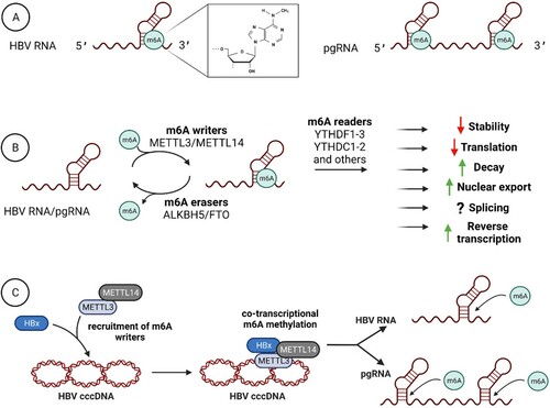 Figure 2. m6A modification of HBV RNA and its functional effects. (A) HBV RNA is methylated only at a single position, in the typical DRACH motif (D = A, G, or U; R = A or G; and H = A, C, or U), at A1907 at the 3′ end. As pgRNA contains two copies of the DRACH motif due to terminal redundancy, it is m6A methylated both at 3′ and 5′ ends. (B) HBV RNA/pgRNA is m6A modified by m6A writers (METTL3/METTL14) where METTL3 uses S-adenosyl methionine as a methyl donor, and METTL14 functions as an RNA-binding platform. M6A-modified HBV RNA/pgRNA is then recognized by specific reader proteins, such as YTHDC1-2, YTHDF1-3, IGF2BP1-3, eIF3, FMRP, FXR1, FXR2, SND1, hnRNPA2B1, hnRNPC, hnRNPG, etc. The effects of m6A modification typically depend on the recognition by different m6A readers. Interaction with YTHDF2 and YTHDF3 reduces stability and accelerates the decay of m6A-modified HBV RNA and reduces HBV protein production. YTHDC1 and FMRP readers promote export of HBV RNA from the nucleus into the cytoplasm and affect HBV pgRNA encapsidation process. M6A modification at the 5′ end of HBV pgRNA promotes reverse transcription. (C) HBx induces nuclear import of METTL3/METTL14 and recruits the m6A writers to the HBV cccDNA, inducing co-transcriptional m6A modification of HBV RNA/pgRNA.