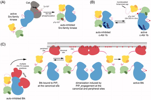 Figure 3. Diverse mechanisms of regulation in Src-module-containing kinases. A. Inhibitory tail phosphorylation of Src-family kinases by Csk. Phosphorylation of the conserved C-terminal tail tyrosine in Src-family kinases occurs through specific recognition of Src-family kinase domains by Csk. This docking of tertiary structures positions the tail into the Csk active site for phosphorylation. B. A myristoyl/phosphotyrosine switch in c-Abl. Isoform 1b of c-Abl is auto-inhibited by docking of an N-terminal myristoyl moiety into the C-lobe of the kinase domain. Disruption of this interaction and phosphorylation of a tyrosine residue in the SH2-kinase linker activates the kinase. C. Regulation of Tec-family kinases by the PH-TH module. In Btk, the PH-TH module stabilizes the auto-inhibited configuration of the Src module by binding to the N-lobe of the kinase domain, however, the precise geometry of this binding is not yet known. Engagement of the PH-TH module by binding to soluble inositol phosphates or PIP lipids results in release of auto-inhibitory contacts and facilitates full activation by trans-autophosphorylation of the activation loop (see colour version of this figure at www.tandfonline.com/ibmg).