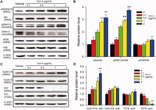 Figure 4. Molecular signals in Con A-regulated proliferation and angiogenesis in HUVECs. (A). Representative images of Western blot of pAkt (Ser473), Akt, pERK1/2, ERK1/2, pP38, and P38 in HUVECs treated with Con A. (B). Relative pAkt, pERK1/2, and pP38 expression in HUVECs treated with Con A (n = 5). (C). Represent images of western blot of cyclin D1, cyclin E, P27, and P21 in HUVECs treated with Con A. (D). Relative values of cyclin D1, cyclin E, P27, and P21 in HUVECs treated with Con A (n = 5, *p < 0.05, **p < 0.01 vs. vehicle).