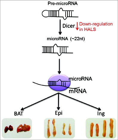 Figure 5. MicroRNA biogenesis has a depot-specific function in adipose. Xu and Sun, p. 223.