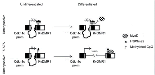 Figure 7. Schematic model of the mechanism by which 5-AZA restores the functional interaction of MyoD with KvDMR1 and the rescue of Cdkn1c induction in unresponsive cells. In unresponsive cells MyoD cannot bind to KvDMR1, due to the presence of a repressive chromatin conformation involving H3K9me2. The failed MyoD binding does not allow the disruption of the repressive chromatin contact between KvDMR1 and Cdkn1c promoter and Cdkn1c is not induced. After 5-AZA treatment not only DNA methylation but also H3K9me2 levels decrease at KvDMR1, allowing MyoD binding to KvDMR1 and causing the release of the chromatin loop and thus induction of Cdkn1c.