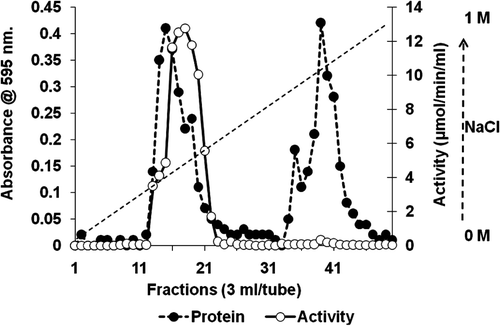 Figure 2.  Chromatography profile for purification of SOD on DEAE- Sepharose (1.5 × 30 cm) ion exchange. SOD solution (10 ml) in potassium phosphate buffer (67 mM, pH 7.8) was applied to the column and adsorbed proteins eluted with 0–1 M NaCl gradient at a flow rate of 0.5 ml.min−1. Fractions (3.0 ml) were collected, assayed for protein and SOD activity and active fractions pooled and dialysed against distilled water.