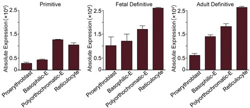Figure 3. Differential expression of α-syn during mouse erythropoiesis. The Erythron DB Resource database classifies α-syn mRNA levels in four developmental stages. In primitive erythropoiesis, the levels of α-syn mRNA reaches its peak in the polyorthochromatic stage, while in fetal definitive and adult definitive erythropoiesis, the levels of α-syn mRNA are higher in late stage of erythroid cells (https://www.cbil.upenn.edu/ErythronDB/home.jsp).