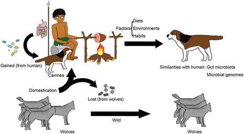 Figure 1. Domestication played an important role in altering the canine gut microbiota. Canine domestication led to the loss of some gut bacteria compared with those of nondomesticated wolves, while interaction with humans resulted in new gastrointestinal bacteria in canines.