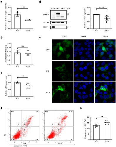 Figure 2. Functional test of the mutant α-Gal A protein. (a) α-Gal A protease activity of the wild-type (WT) and mutant HEK293T cells. (b) Comparison of transfection efficiency of the recombinant plasmids between WT and mutant HEK293T cells. The transfection efficiency of WT and mutant recombinant plasmids was relatively consistent (n = 3, t-test, p = 0.6260). (c) Comparison of mRNA expression levels of GLA between WT and mutant HEK293T cells. Significant differences were observed between two groups (p < 0.01). (d) Western blot assay of GLA expression in WT and mutant HEK293T cells. Compared with those in WT cells, α-Gal A protein levels were decreased in mutant cells (p < 0.0001). (e) Subcellular localization of WT and mutant α-Gal A proteins in HEK293T cells. The WT α-Gal A protein was uniformly expressed in the cytoplasm; however, the mutant α-Gal A protein presented punctate aggregation in the cytoplasm. (f) Proportion of apoptotic cells was determined in WT cells and mutant HEK293T cells via flow cytometry. (g) Differences in apoptosis between WT and mutant HEK293T cells. Compared with those in WT HEK293T cells, the levels of apoptosis in mutant HEK293T cells was significantly higher (p < 0.01).