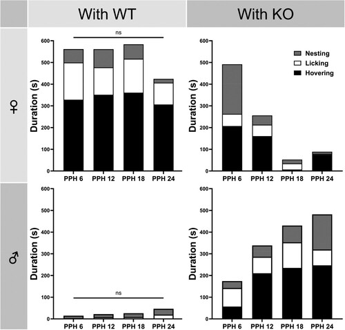 Figure 2. Parametric details of the total maternal and total paternal behavior of With WT and With KO groups at PPH 6 ∼ 24 (Figure 1(C,D)). One-way ANOVAs for nesting, licking and hovering of With WT group found no effect of time [♀ maternal: nesting, F(3, 26) = 0.5175, p = 0.6739; licking, F = 1.435, p = 0.2553; hovering, F = 0.2074, p = 0.8903], [♂ paternal: nesting, F = 0.6373, p = 0.5978; licking, F = 0.8220, p = 0.4936; hovering, F = 0.7993, p = 0.5055]. One-way ANOVAs of KO dams (♀) found a main effect of time for nesting [F(3, 33) = 16.81, p < 0.0001] and hovering [F = 4.917, p < 0.05], but no effect for licking [F = 1.869, p = 0.1540]. In With KO group sires (♂), there was a main effect of time only for nesting [F = 3.069, p < 0.01], [licking, F = 0.7528, p = 0.5286; hovering, F = 2.476, p = 0.0786].