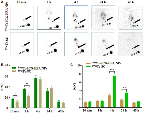 Figure 5 Comparisons of longitudinal planar imaging of rats for SLNs with 99mTc-ICG-HSA NPs and 99mTc-SC. (A) Planar imaging of SLNs with 99mTc-ICG-HSA NPs or 99mTc-SC. The solid arrows indicate the popliteal LNs and the dash arrows indicate the injection sites; (B) T/NT of SLNs to right thigh muscles in rats of 99mTc-ICG-HSA NPs and 99mTc-SC scintigraphy; (C) T/NT of livers to right thigh muscles in rats of 99mTc-ICG-HSA NPs and 99mTc-SC scintigraphy. N/NT = Target-to-non-target ratio. The data are shown as mean ± SD, ***P<0.001, **P<0.01, *P<0.05.