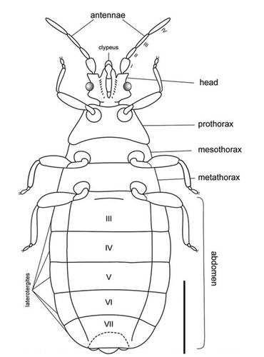 Figure 3  Reconstruction of Aneurus sp. from Foulden Maar, ventral view; scale bar = 1 mm.