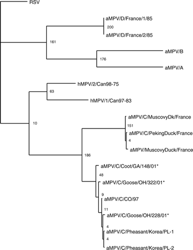 Figure 2.  Phylogenetic relationship of the newly detected aMPVs from wild birds based on 783 nucleotides of the attachment gene (G) of aMPV. A phylogenetic tree was constructed using the wild bird isolate, all subtype C isolates, representative subtype A, B and D aMPVs, hMPV and RSV. Following alignments, rooted phylograms were generated by maximum parsimony and 1000 bootstraps. *Viruses identified in the present study.