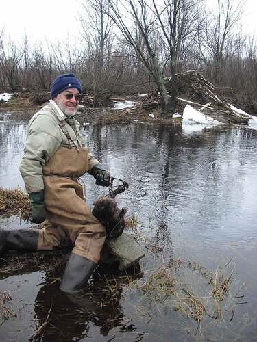 FIGURE 7 Trapper with beaver, Adirondack region, USA. The European fur trade spurred colonial exploration and settlement of North America while extirpating beaver (Castor canadensis) populations. Today, beavers have rebounded and both indigenous and non-indigenous people still maintain cultural connections to the land through traditional activities of hunting, fishing, and trapping (Smith Citation2020). [Natural capital; Well-being] (Author photo).